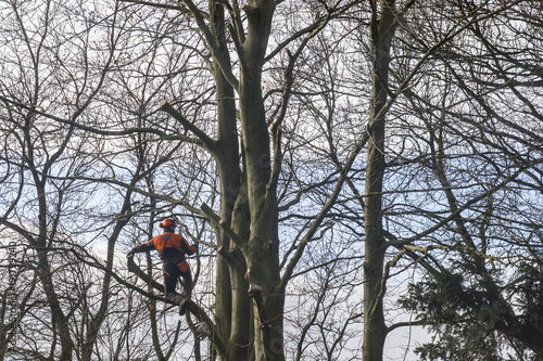 Forest worker with chainsaw high in the trees