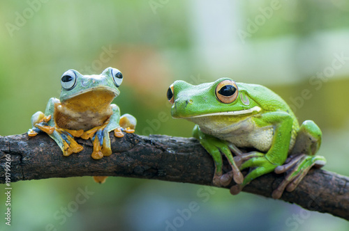 White Lips Frog and Wallace Flying Frog