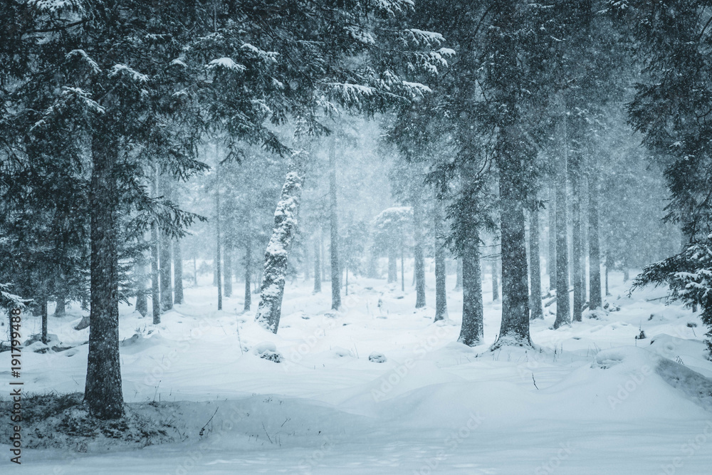 fallende schneeflocken in verschneiter waldlandschft fallende schneeflocken in verschneiter waldlandschft