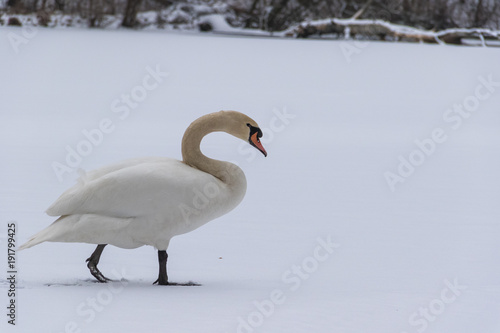 One white swan walking carefuly on the snow in winter. Close up.