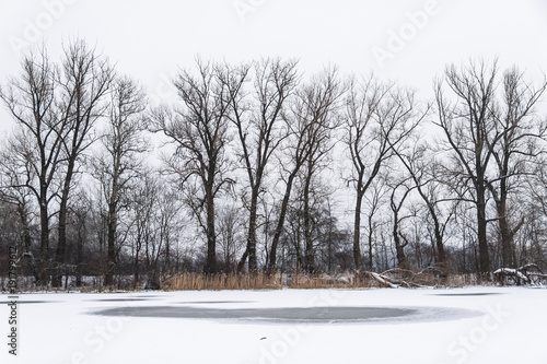 Wallpaper Mural Winter landscape with bare treesand reeds on the frozen lake shore Torontodigital.ca
