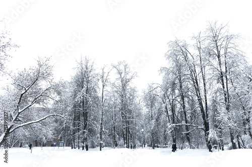 Winter landscape, trees in the snow / Winter Park. A clear winter day in the park.