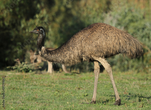 émeu d'australie photo