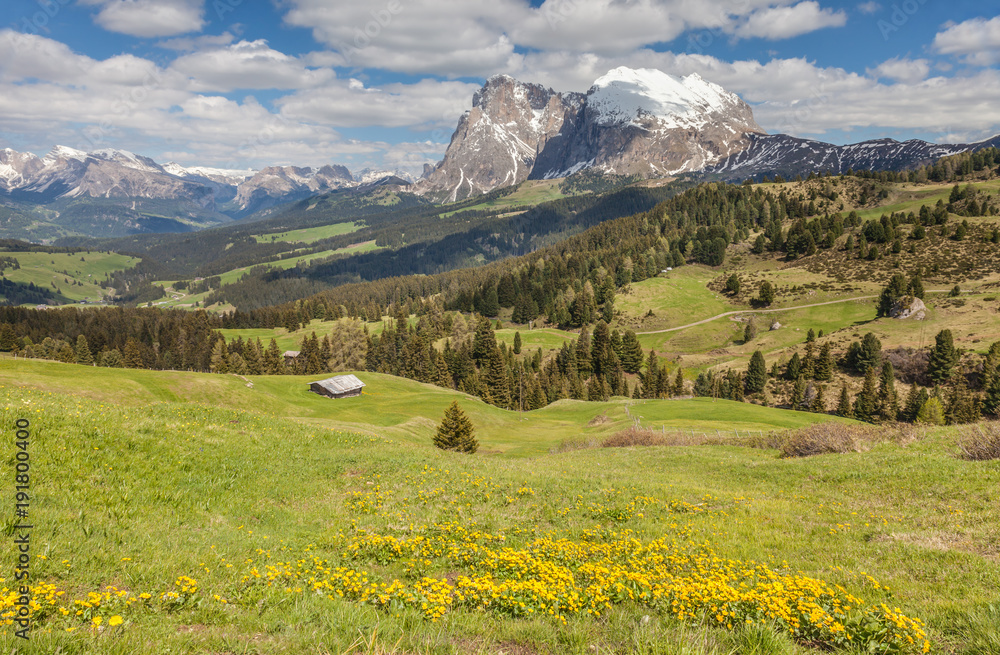 Bergwiesen auf der Seiser Alm mit Blick zum Plattkofel Bergwiesen auf der Seiser Alm mit Blick zum Plattkofel