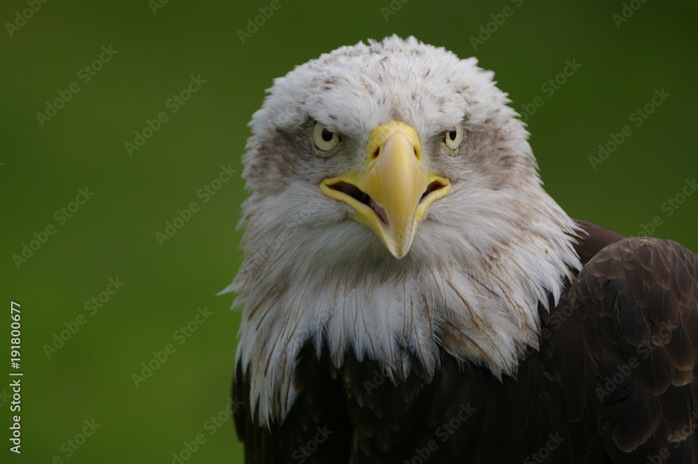 Naklejka premium la mirada del águila calva 2