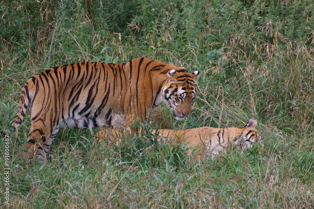 la siesta de los tigres la siesta de los tigres