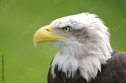 perfil del águila calva