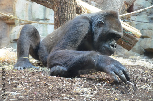 Western lowland gorilla (Gorilla gorilla gorilla)