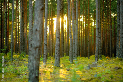 Beautiful mixed pine and deciduous forest in Lithuania
