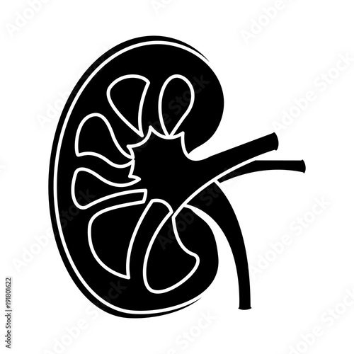 kidney section artery and vein anatomy human vector illustration black design