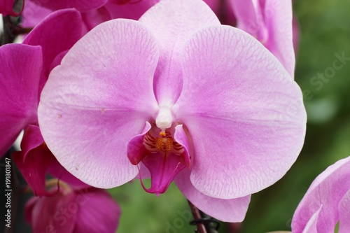 beautiful pink orchids