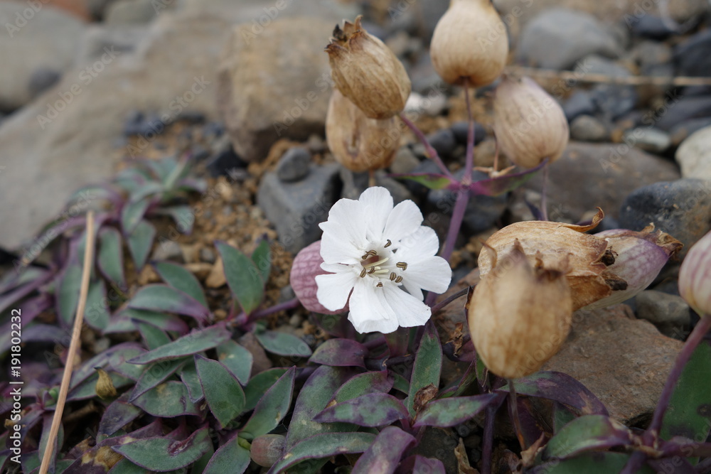 アイスランドの野草の花(白) アイスランドの野草の花(白)