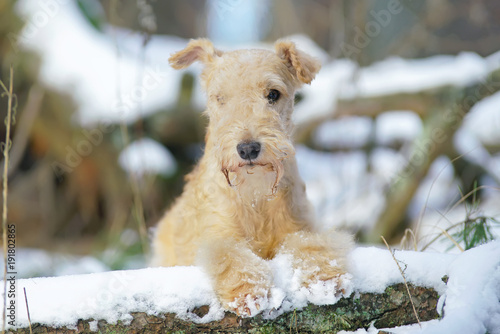 Fotografie Red Lakeland Terrier dog lying outdoors on a snow-covered fallen tree in winter