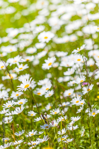 Sommerliche Bergwiesen im hinteren Villnösstal