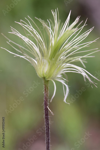 Delicate Apache plume photo