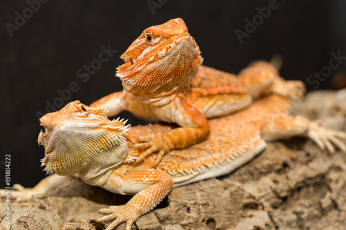 closeup of lizards macro photography