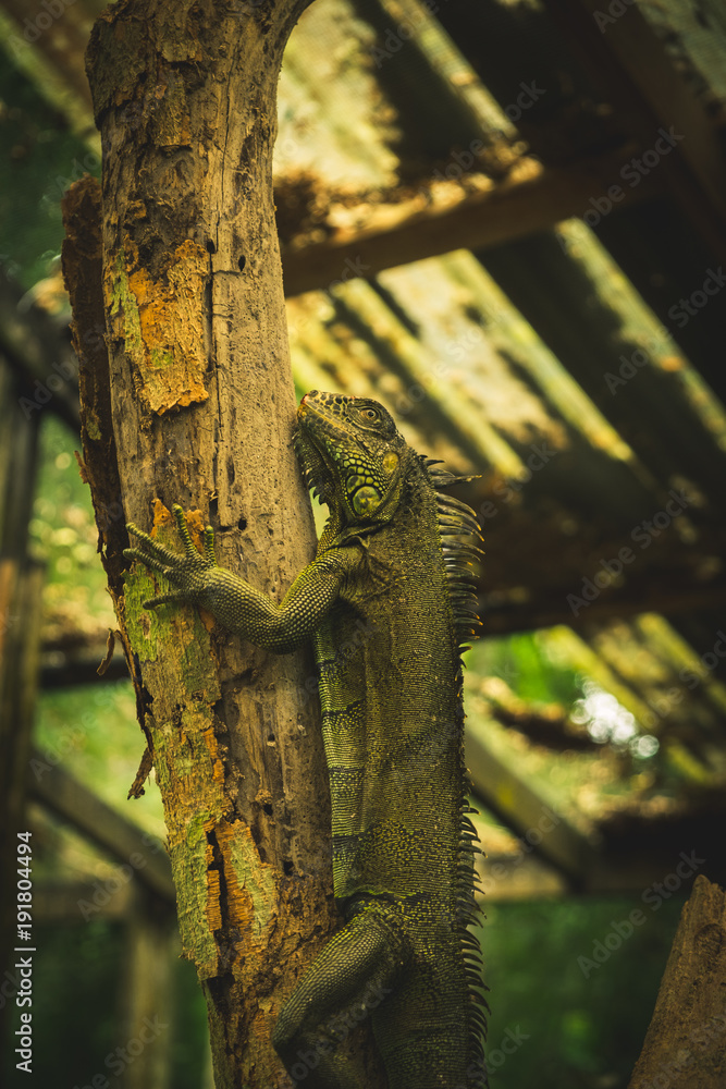 Fototapeta premium Iguana world