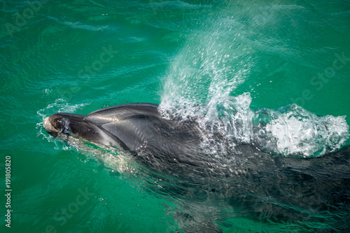 Bottlenose Dolphin Blowing Water 