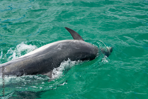 New Zealand Bottlenose Dolphins Under Surface 