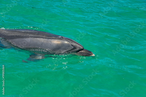 New Zealand Bottlenose Dolphins In Beautiful Russell Waters 