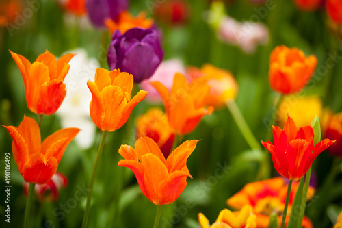 Field of colorful tulips  rich yellow fidelio tulips  beautiful red Ninja tulips and various purple pink tulips at Scagit Valley Tulip Festival in Washington.