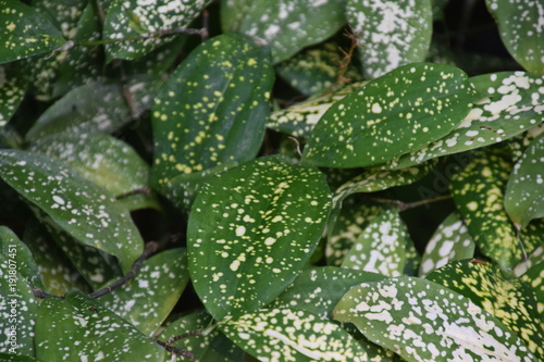 観葉植物　ドラセナスルクロサ
