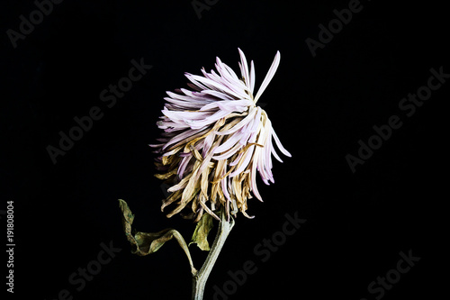 Roxanne Dry Chrysanthemum Tall photo
