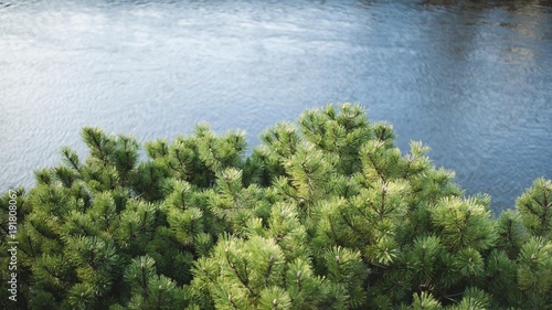 Plants over the river