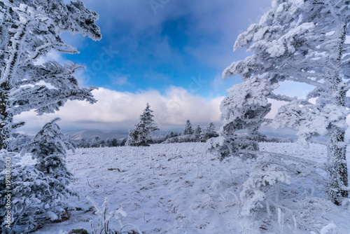 A surreal winter landscape along the Appalachian trail in western North Carolina