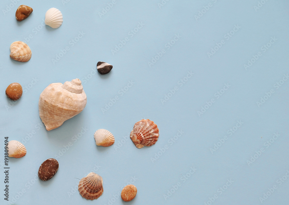 Collection of seashells on blue background Collection of seashells on blue background