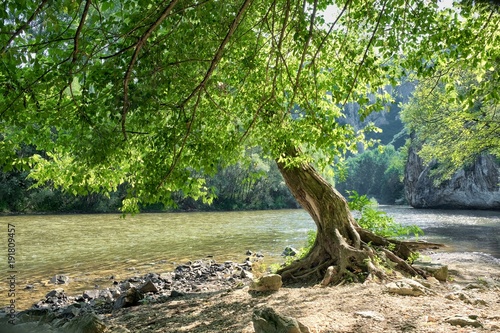 Tree By The Iskar River  Bulgaria