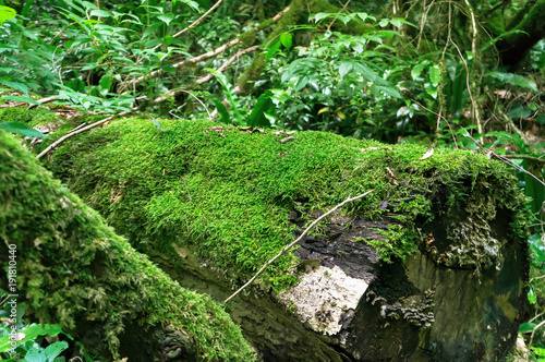 Moss in the wet jungle forest. Closeup photo.