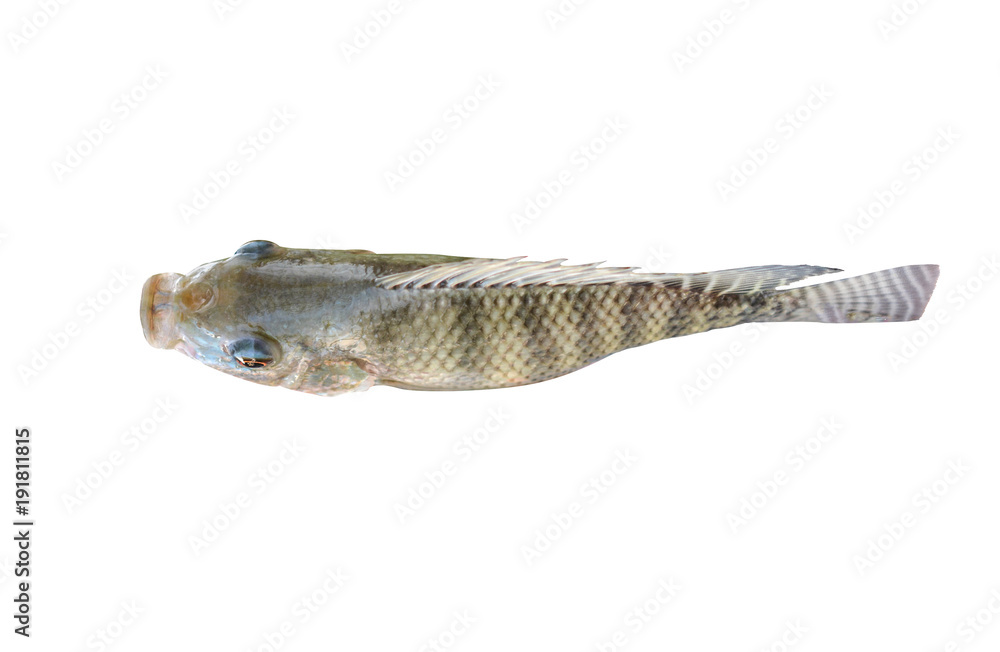 Fototapeta premium tilapia fish isolated on white background