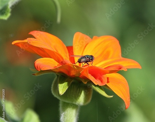 Fly on Orange Flower