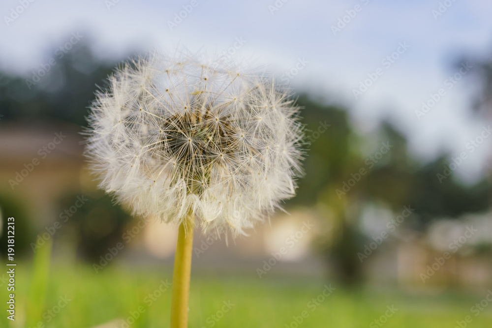 Naklejka premium Beautiful close up shot of Taraxacum