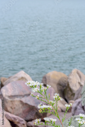 closeup of white wildflowers in front of large quartzite rocks at Devils Lake wisconsin