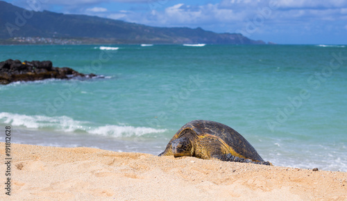 Hawaiian Beach Turtle