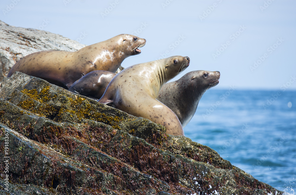 Obraz premium seal on rock