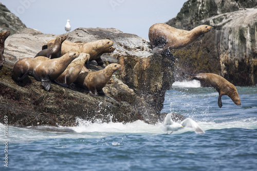 Kamchatka wldlife