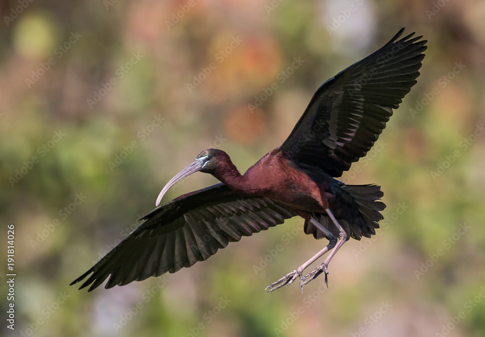 Obraz premium Glossy Ibis