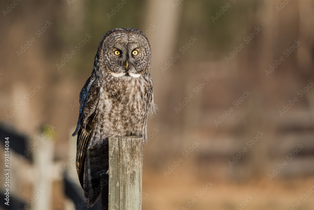 Naklejka Great Gray Owl