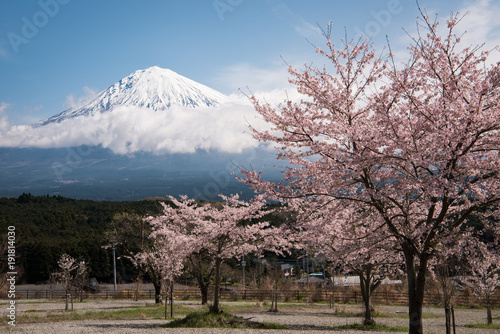 Mt. Fuji over Cherry Blossoms