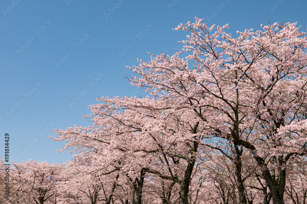 Cherry Blossoms