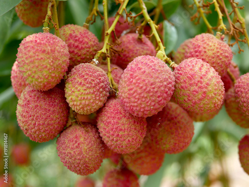 the litchi, lichee, or lichi, Litchi chinensis, fresh litchi exotic fruits