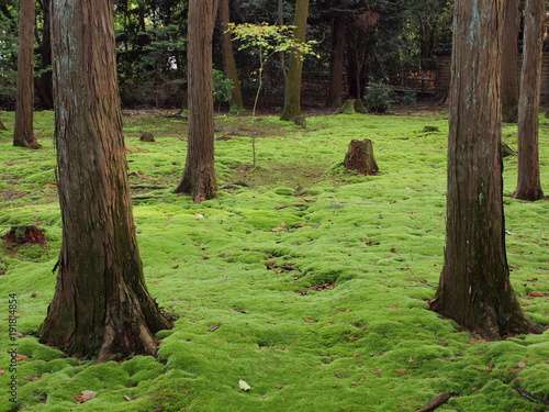 moss forest in Nara japan