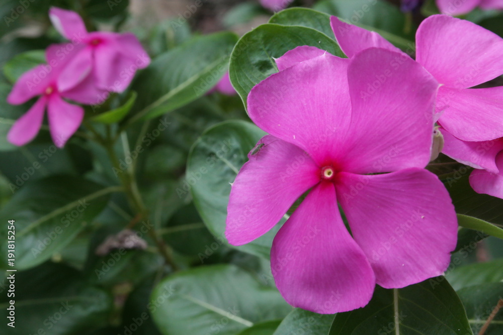 flower, flower,