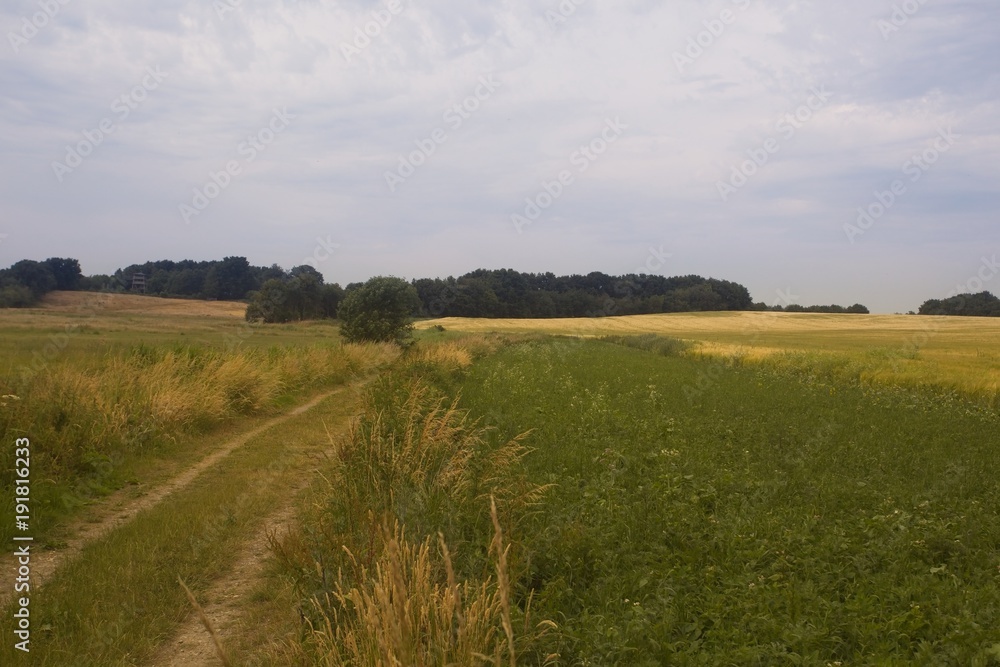 Field and sky with path