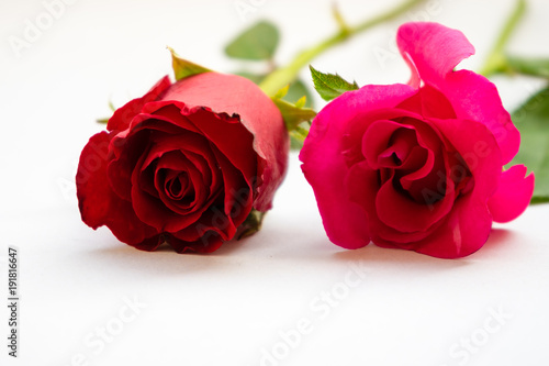 Red roses for Valentine s Day isolated on white background. Valentine card white background. 