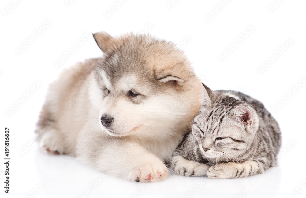 Alaskan malamute puppy  and cat  lying together. isolated on white background