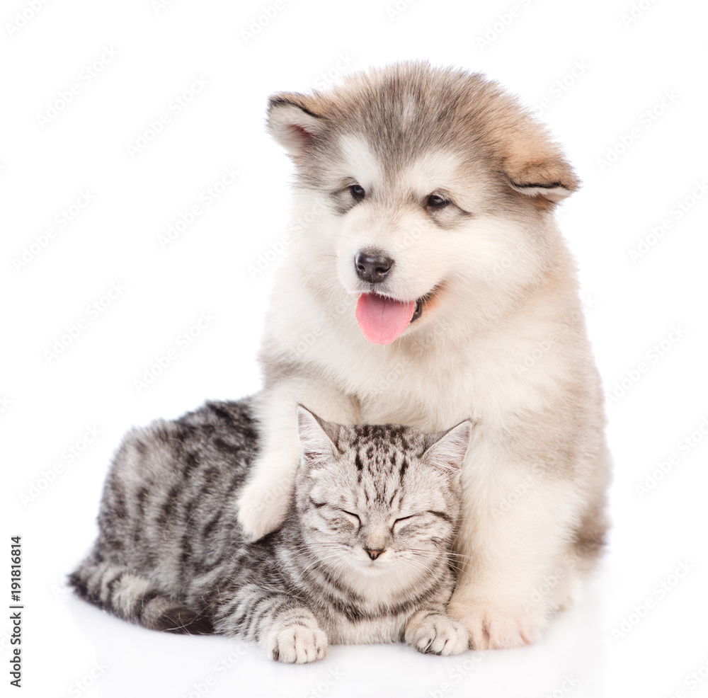 Alaskan malamute puppy embracing a sleeping cat. isolated on white background Alaskan malamute puppy embracing a sleeping cat. isolated on white background